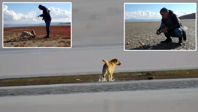 Van Gölü'nün çekilmesiyle ortaya çıkan adacıklarda köpekler besleniyor!