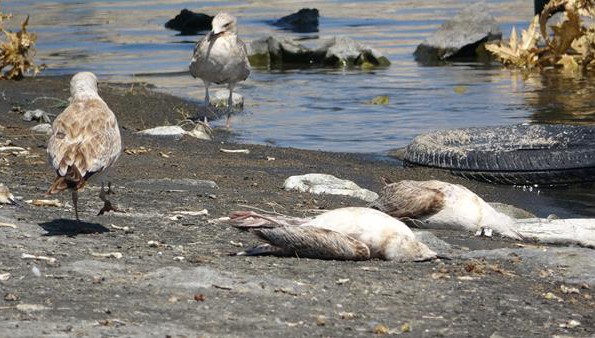 Van Gölü'nde binlerce martı öldü