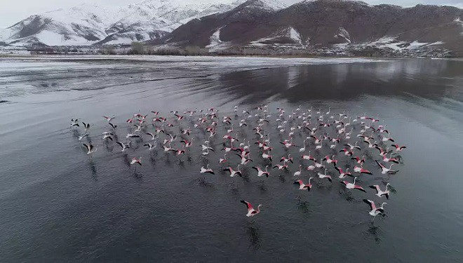 Van Gölü'nün 'allı turnalar'ı flamingolar göç etmedi