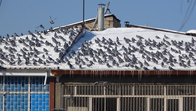 Vanlı esnaf 20 yıldır kış aylarında yiyecek bulamayan kuşları besliyor